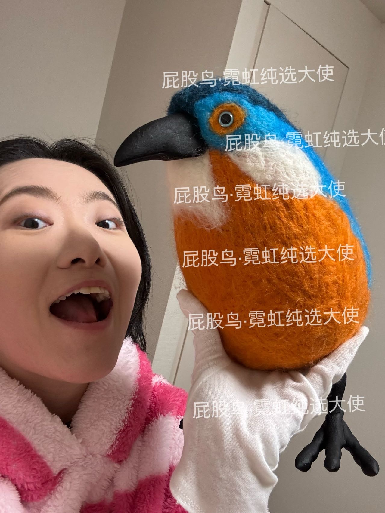 【抽选截止】Bobanchi｜超大翠鸟屁股鸟