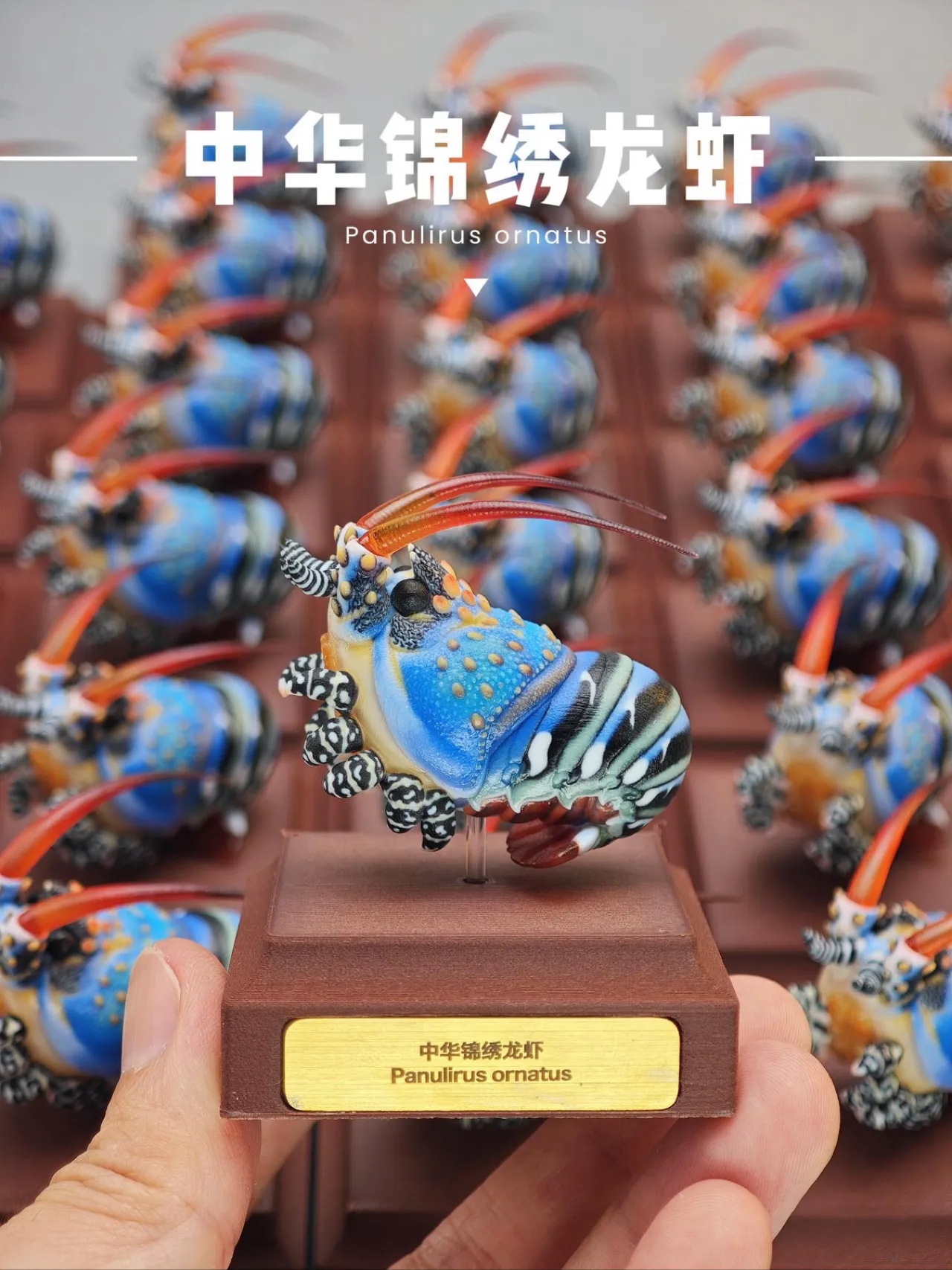 vivid维物主义｜中华锦绣龙虾