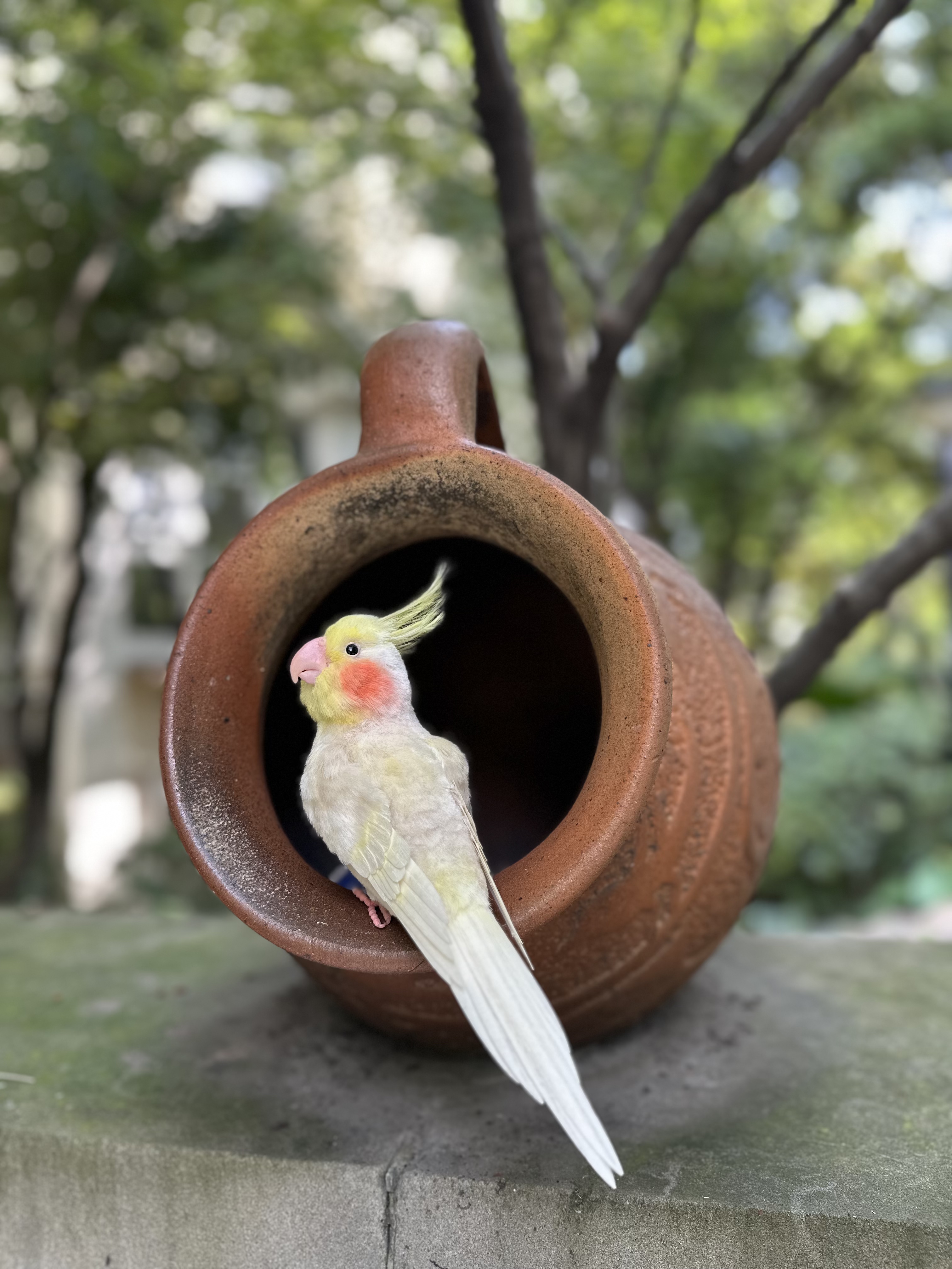 蚕丝绒花订制款：玄凤鹦鹉🦜
