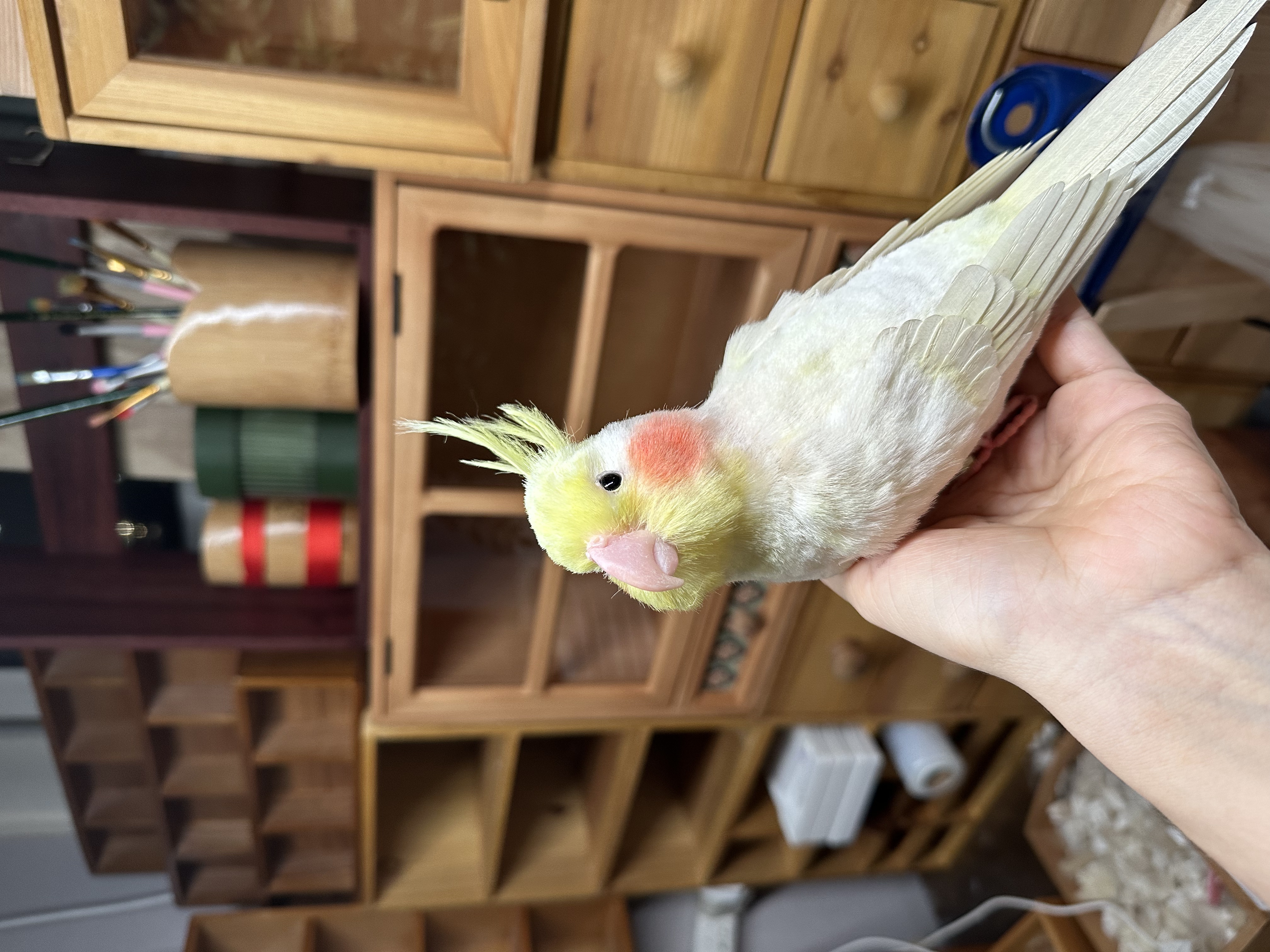 蚕丝绒花订制款：玄凤鹦鹉🦜