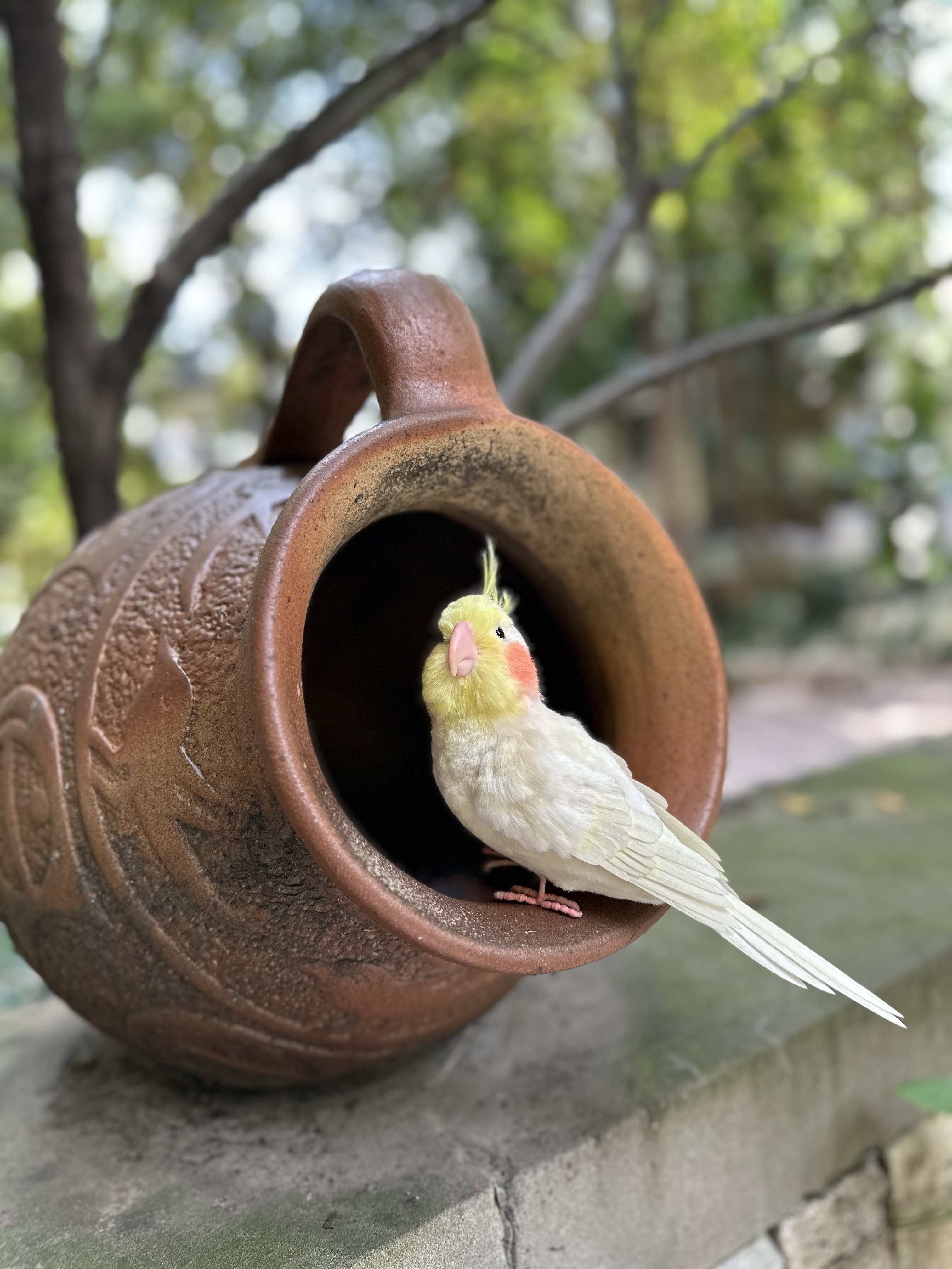 蚕丝绒花订制款：玄凤鹦鹉🦜