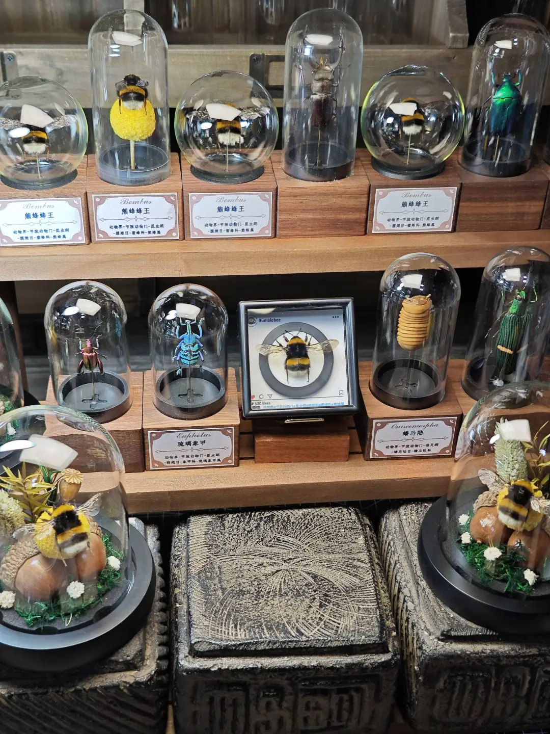 熊蜂🐝标本黑胶音乐系列冰箱贴