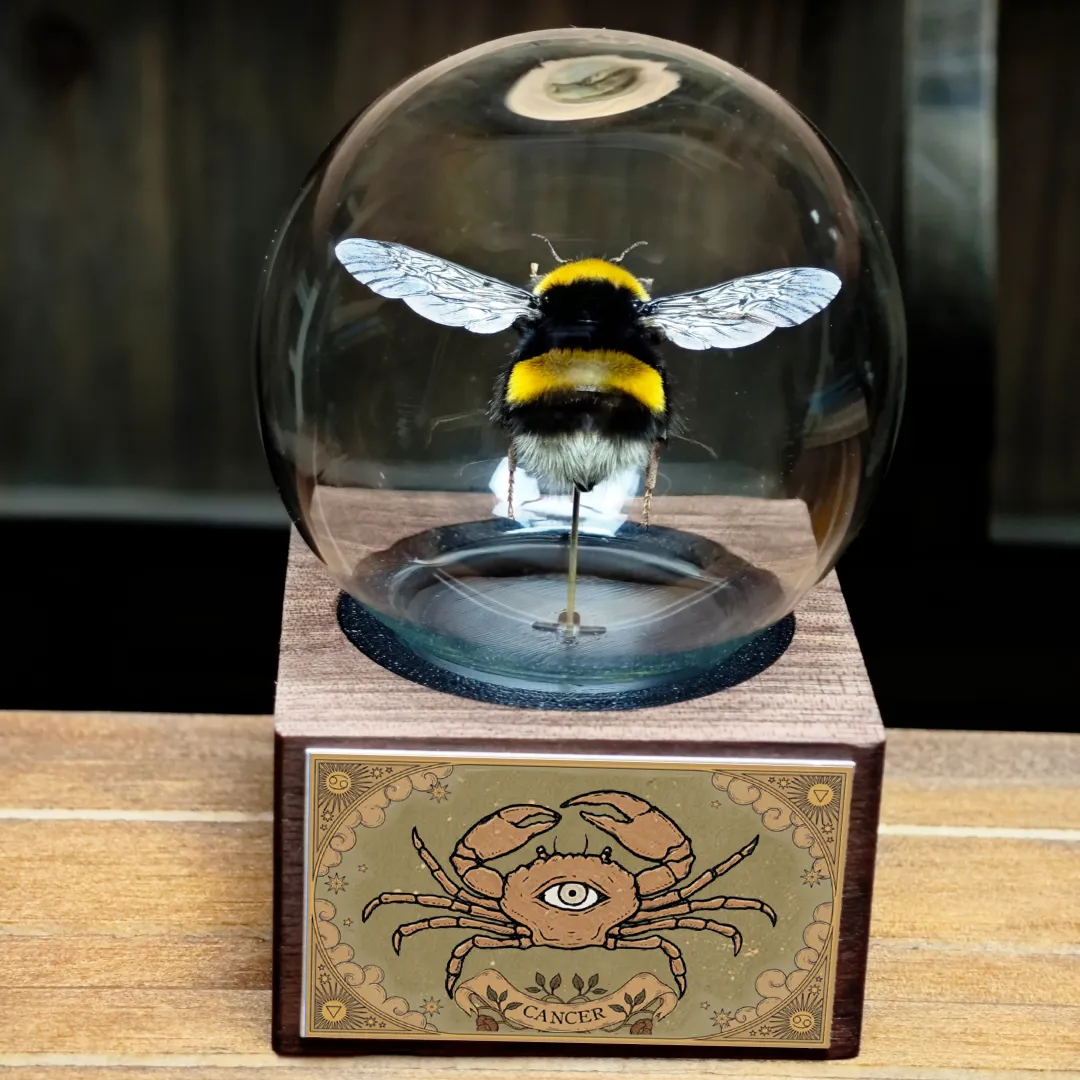熊蜂蜂王🐝标本玻璃球星座系列-送礼专属