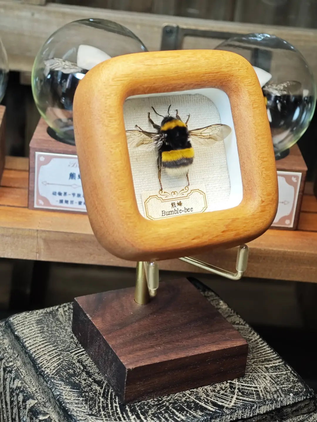熊蜂蜂王冰箱贴 真昆虫标本桌面摆件