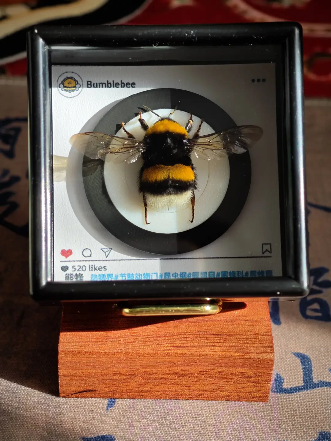 熊蜂🐝标本黑胶音乐系列冰箱贴