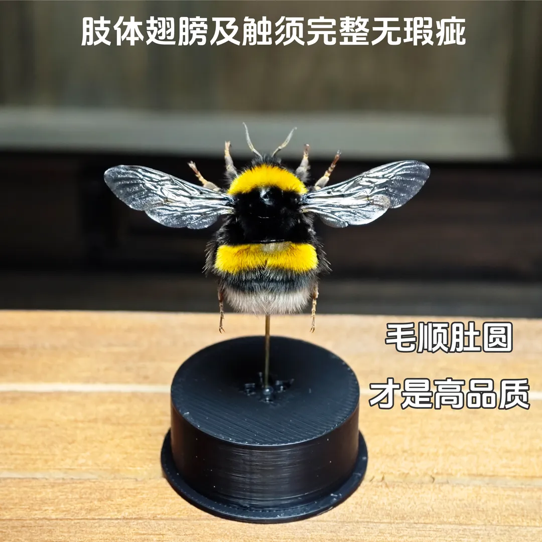 熊蜂蜂王🐝标本玻璃球星座系列-送礼专属