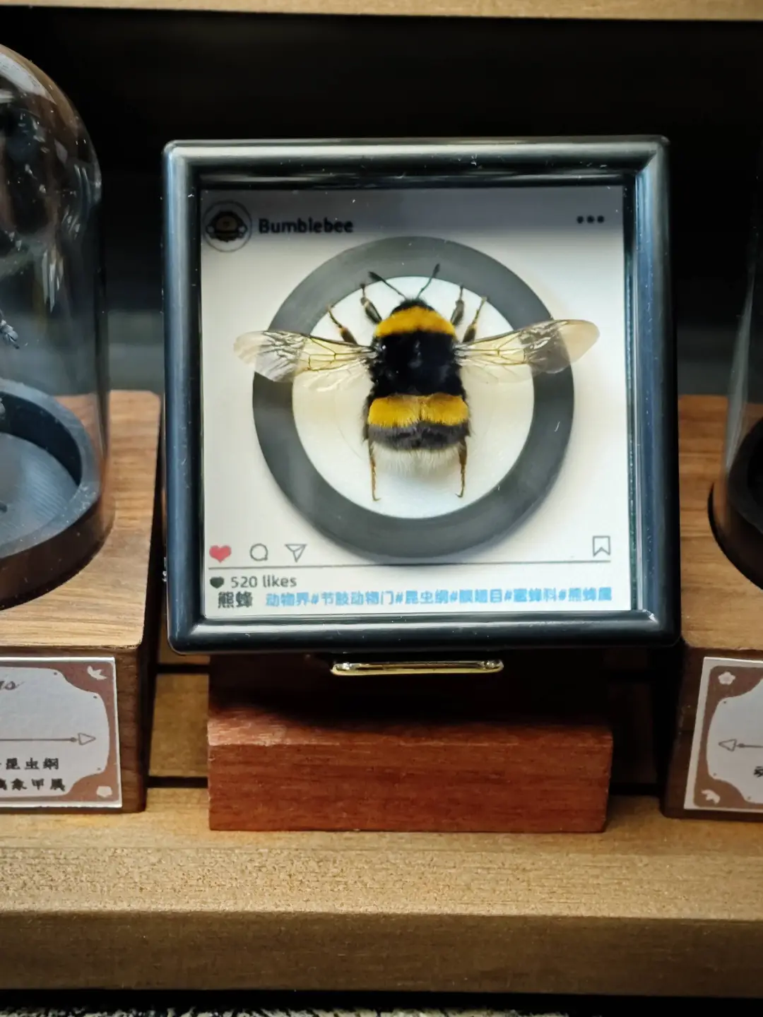 熊蜂🐝标本黑胶音乐系列冰箱贴