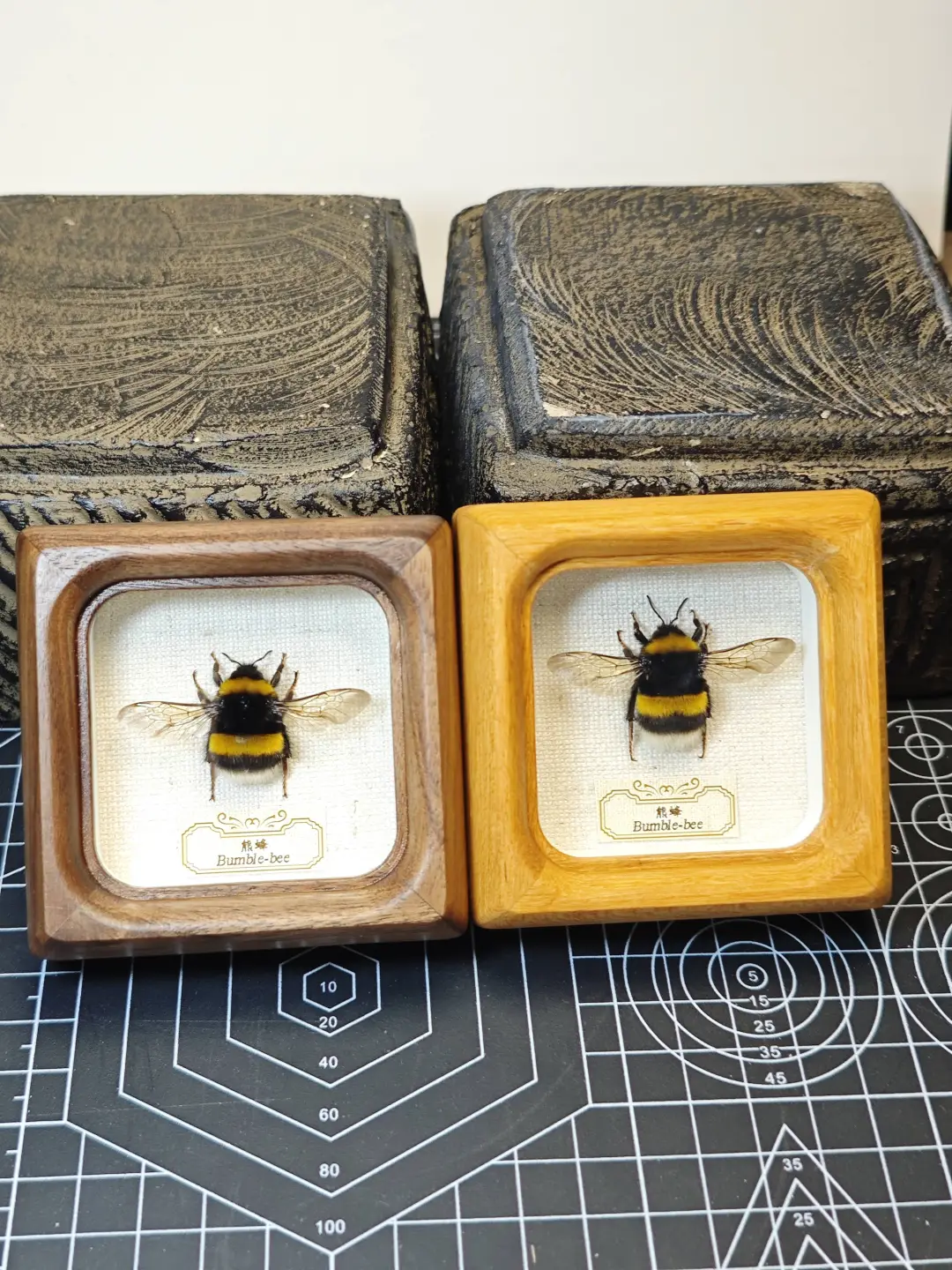 熊蜂蜂王冰箱贴 真昆虫标本桌面摆件