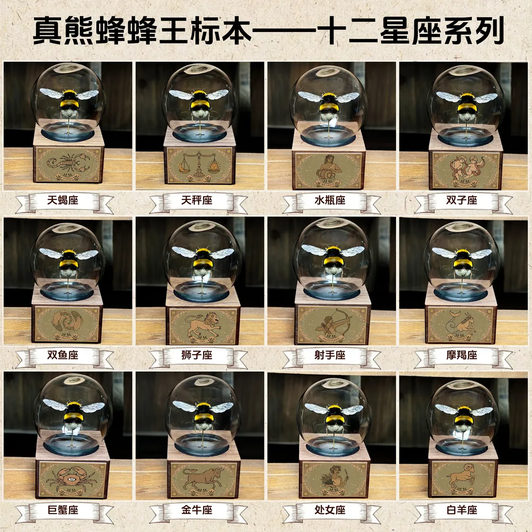 熊蜂蜂王🐝标本玻璃球星座系列-送礼专属