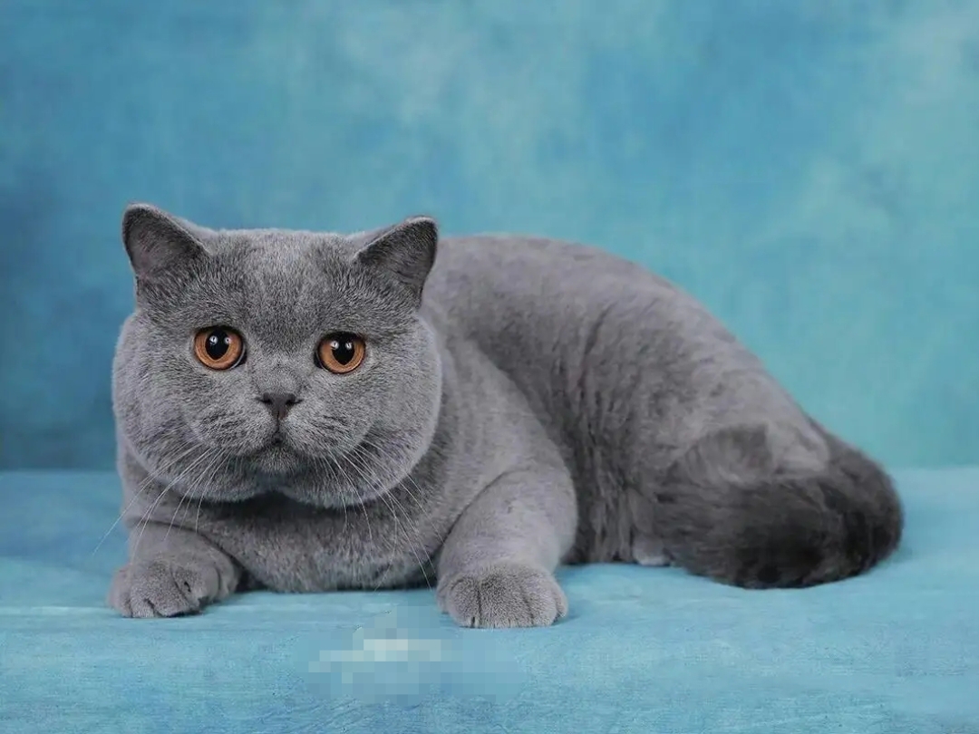 英短蓝猫微缩玩偶定制