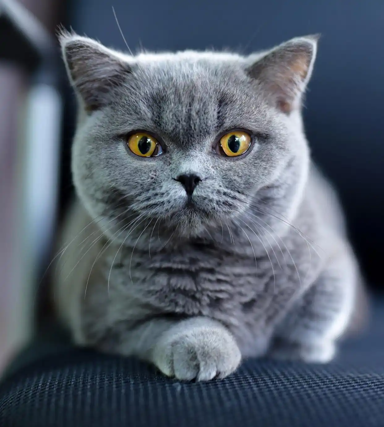 英短蓝猫微缩玩偶定制