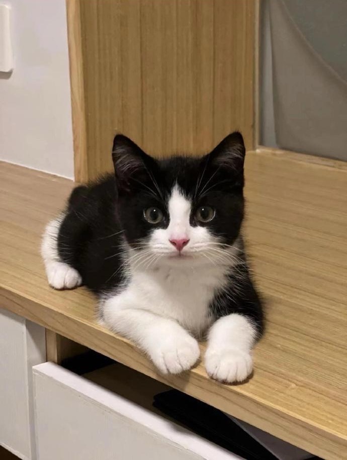 牛奶猫微缩玩偶定制