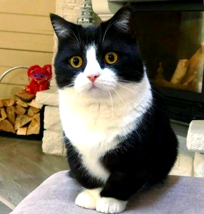 牛奶猫微缩玩偶定制